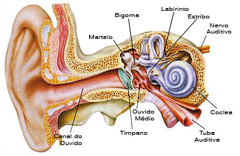 txtNeurinoma